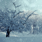 Winterwald