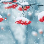 Beeren im Schnee