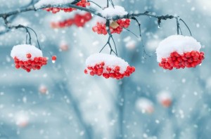 Beeren im Schnee