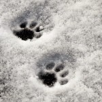 Schneespaziergang