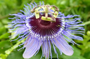 Wunder Natur
